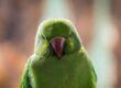 Affirmations for Anger
