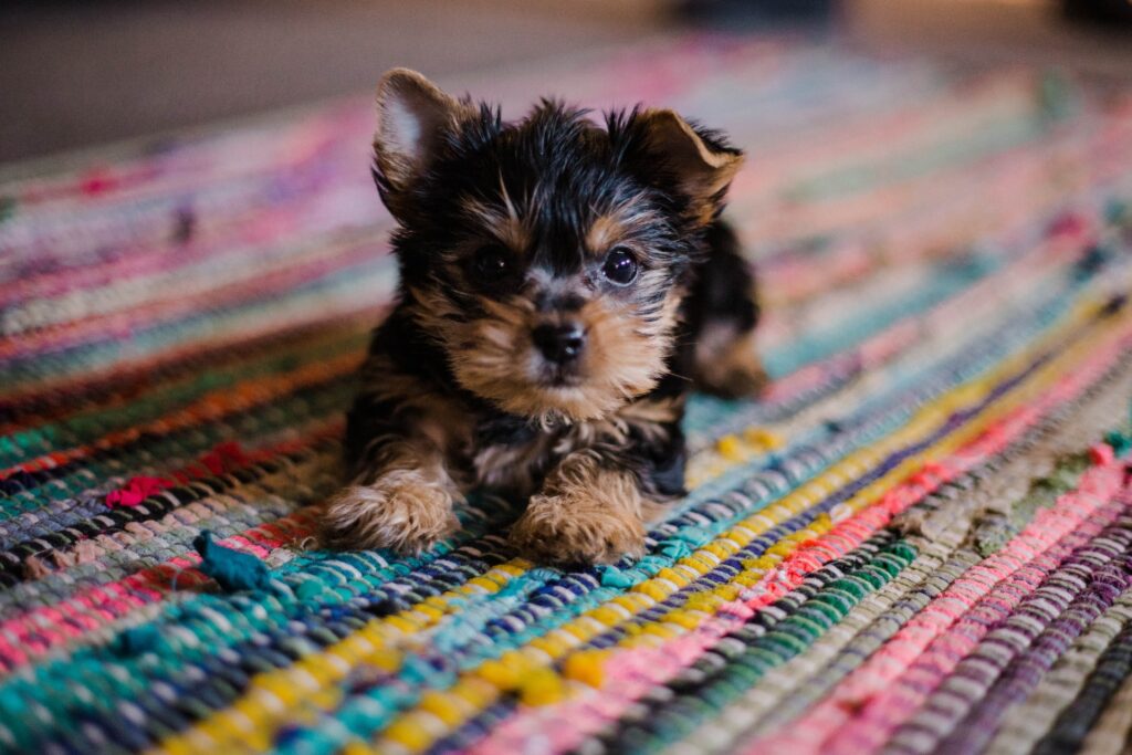 Affirmations for dog owners