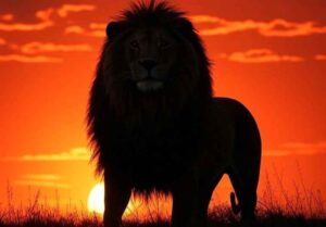 Affirmations pour le Signe du Zodiaque Lion