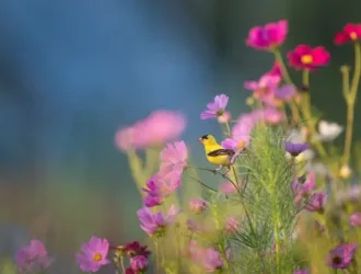 Scientific Healing Affirmations