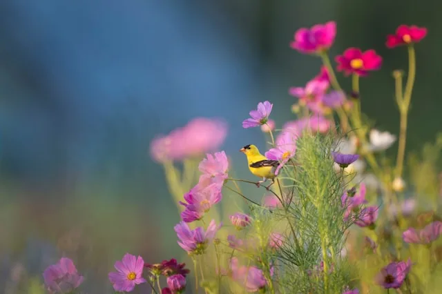 Scientific Healing Affirmations