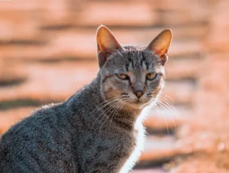 Short Funny Sarcastic Affirmations