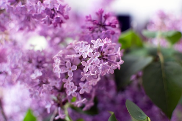 May Affirmations
