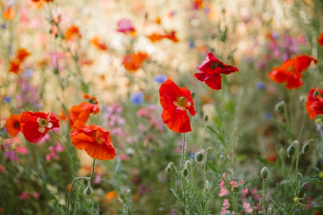 June Affirmations